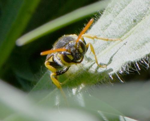 Nomada succincta